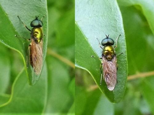 Réf. 184 680 : Chloromyia formosa
